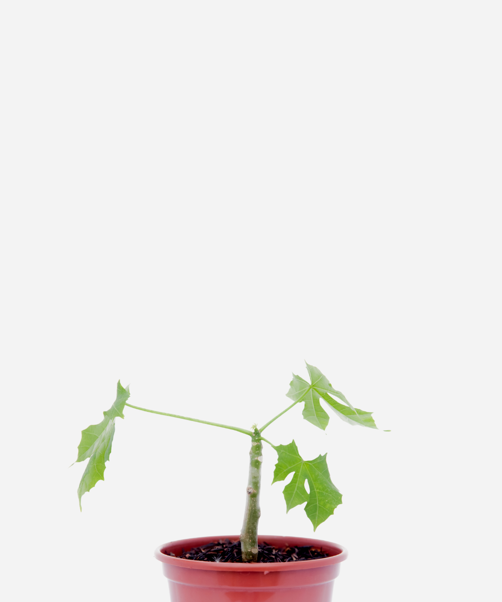 CHAYA-CORTE.png Chaya (<em>Cnidoscolus aconitifolius</em>) - Imagem 1