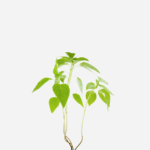 Chia (<em>Salvia hispanica</em>)