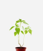 Chia (<em>Salvia hispanica</em>)