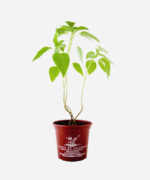 Chia (<em>Salvia hispanica</em>) - Imagem 2