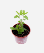 Cidreira de árvore (<em>Lippia alba</em>) - Imagem 3