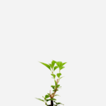 Cidreira de árvore (<em>Lippia alba</em>)