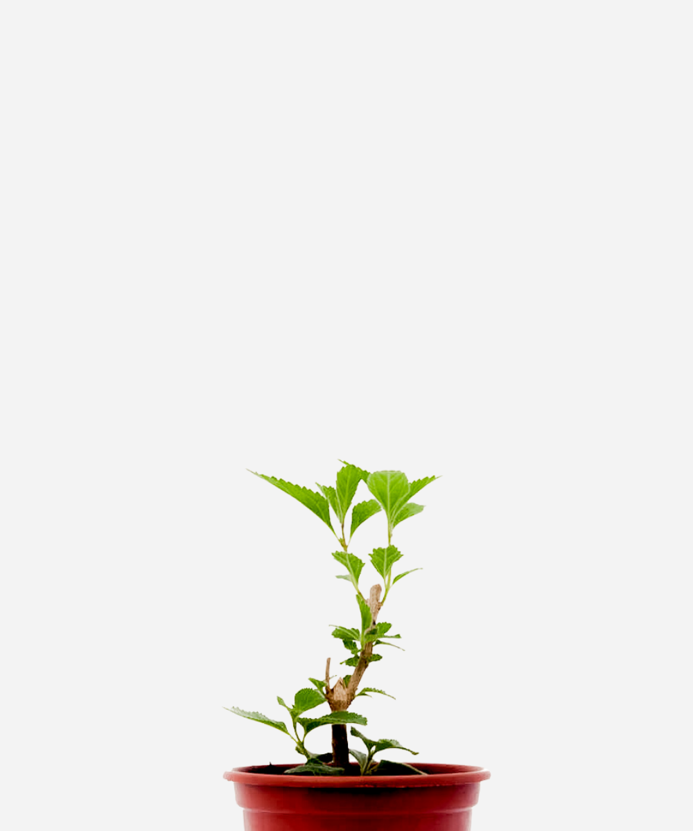 CIDREIRA-ARVORE-CORTE.png Cidreira de árvore (<em>Lippia alba</em>) - Imagem 1