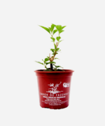 Cidreira de árvore (<em>Lippia alba</em>) - Imagem 2