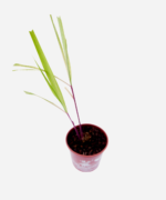 Citronela (<em>Cymbopogon nardus</em>) - Imagem 3