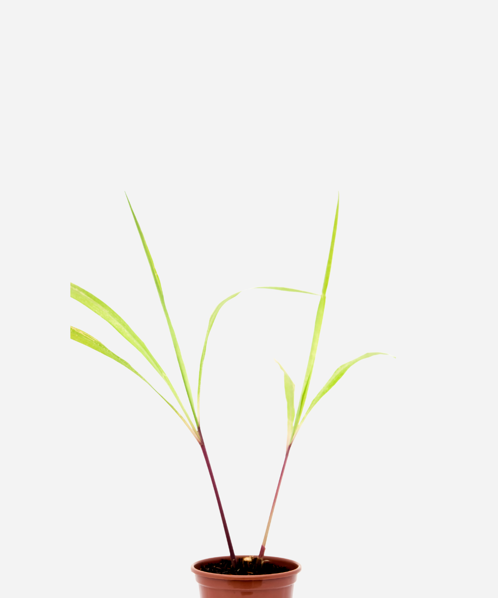 CITRONELA-CORTE.png Citronela (<em>Cymbopogon nardus</em>) - Imagem 1