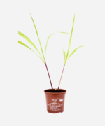 Citronela (<em>Cymbopogon nardus</em>) - Imagem 2