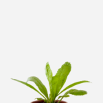 Coentrão (<em>Eryngium foetidum</em>)