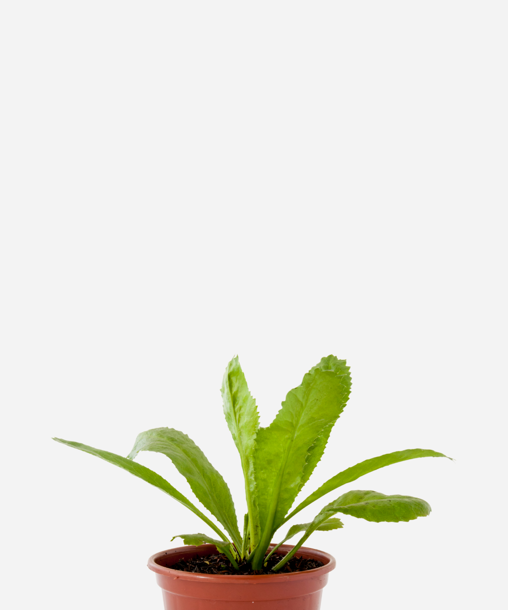 COENTRAO-CORTE.png Coentrão (<em>Eryngium foetidum</em>) - Imagem 1