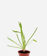 Coentro Selvagem (<em>Eryngium campestre</em>)