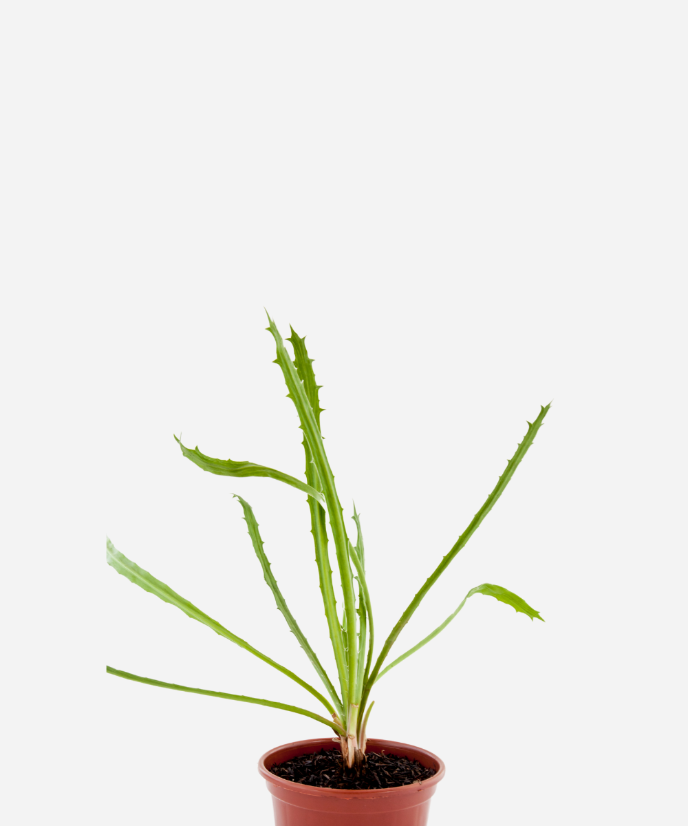 COENTRAO-SELVAGEM-CORTE-1.png Coentro Selvagem (<em>Eryngium campestre</em>) - Imagem 1
