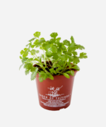 Coentro (<em>Coriandrum sativum</em>) - Imagem 2