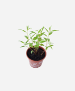 Coentro vietnamita (<em> Persicaria odorata </em>) - Imagem 3