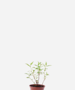 Coentro vietnamita (<em> Persicaria odorata </em>)