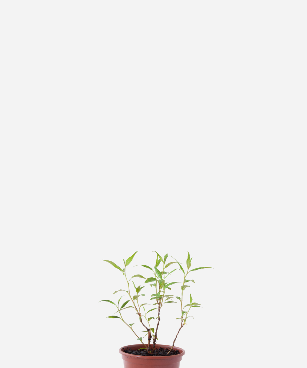 COENTRO-VIETNAMITA-CORTE.png Coentro vietnamita (<em> Persicaria odorata </em>) - Imagem 1