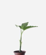 Comigo Ninguém Pode (<em>Dieffenbachia amoena</em>)