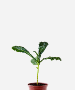 Couve Kale Black (<em>Brassica oleracea</em> var. <em>palmifolia</em>)