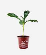 Couve Kale Black (<em>Brassica oleracea</em> var. <em>palmifolia</em>) - Imagem 2
