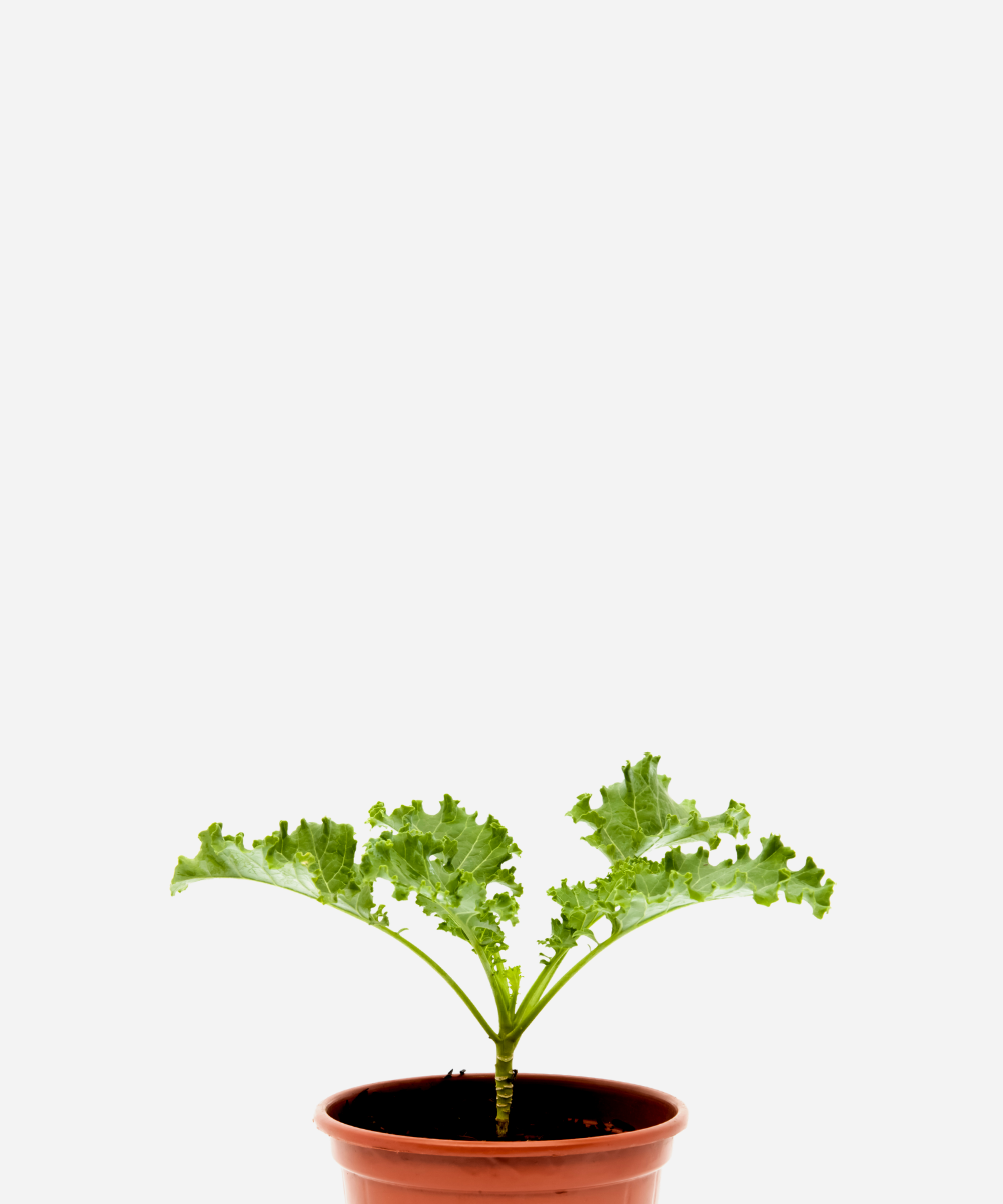 COUVE-KALE-CORTE.png Couve Kale/Crespa (<em>Brassica oleracea</em> var. <em>acephala</em>) - Imagem 1
