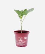 Couve Manteiga (<em>Brassica oleracea</em>) - Imagem 2
