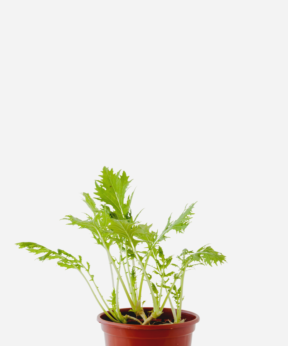 COUVE-MIZUNA-CORTE.png Couve Mizuna (<em>Brassica rapa</em> var. <em>niposinica</em>) - Imagem 1