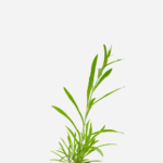 Cravina (<em>Dianthus chinensis</em>)