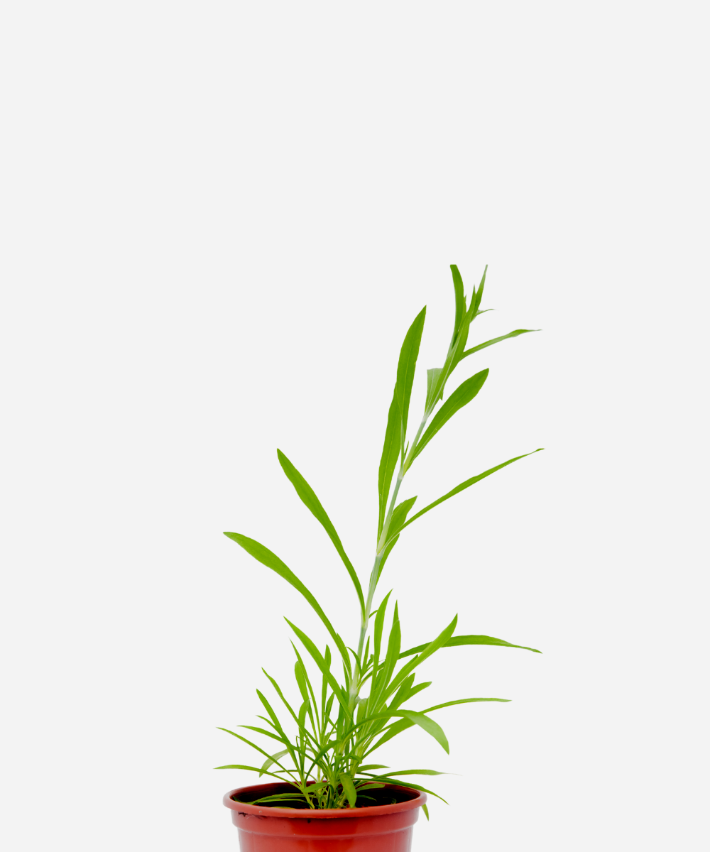 CRAVINA-CORTE.png Cravina (<em>Dianthus chinensis</em>) - Imagem 1