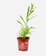 Cravina (<em>Dianthus chinensis</em>) - Imagem 2