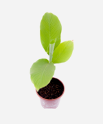 Cúrcuma (<em>Curcuma longa</em>) - Imagem 3