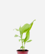 Cúrcuma (<em>Curcuma longa</em>)