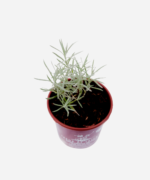 Curry (<em>Helichrysum ltalicum</em>) - Imagem 3