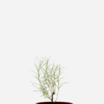 Curry (<em>Helichrysum ltalicum</em>)