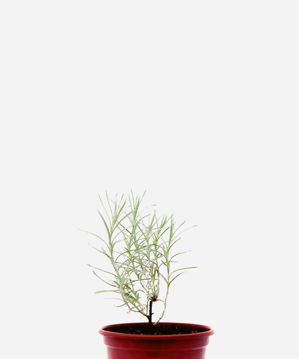 CURRY-CORTE.png Curry (<em>Helichrysum ltalicum</em>) - Imagem 1