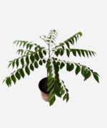 Curry patta (<em> Murraya koenigii </em>) - Imagem 3