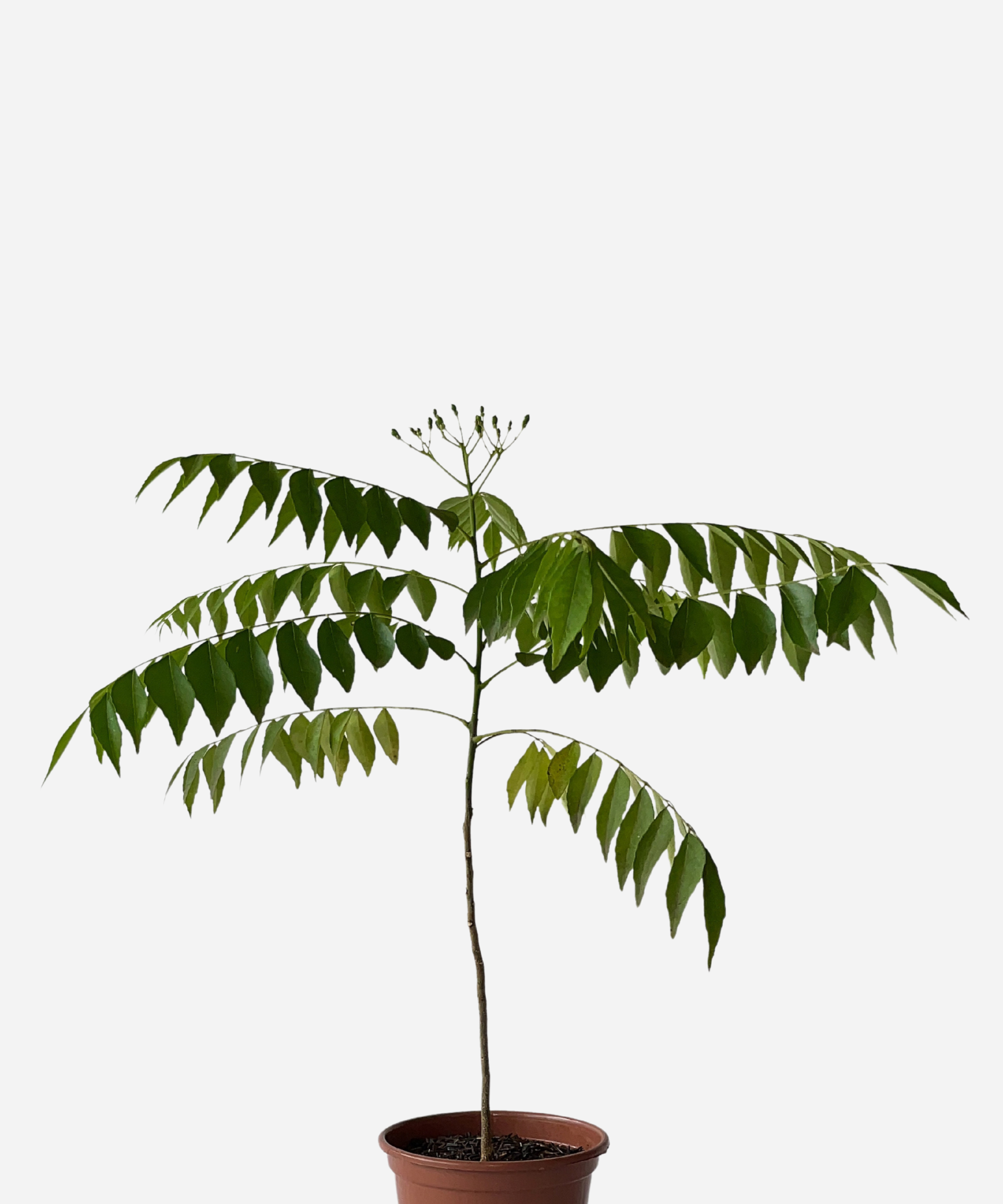 CURRY-PATTA-CORTE.png Curry patta (<em> Murraya koenigii </em>) - Imagem 1