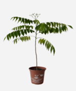 Curry patta (<em> Murraya koenigii </em>) - Imagem 2