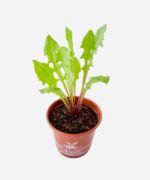 Dente de Leão (<em>Taraxacum officinale</em>) - Imagem 3