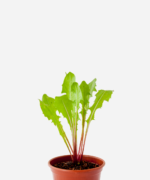 Dente de Leão (<em>Taraxacum officinale</em>)