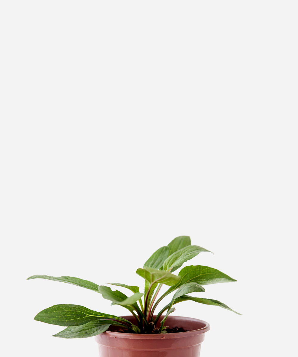 ECHINACEA-CORTECIMA.png Equinácea (<em>Echinacea angustifolia</em>) - Imagem 1