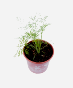 Endro/Dill/Aneto (<em>Anethum graveolens</em>) - Imagem 3