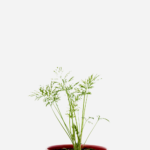 Endro/Dill/Aneto (<em>Anethum graveolens</em>)