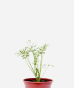 Endro/Dill/Aneto (<em>Anethum graveolens</em>)