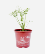 Endro/Dill/Aneto (<em>Anethum graveolens</em>) - Imagem 2