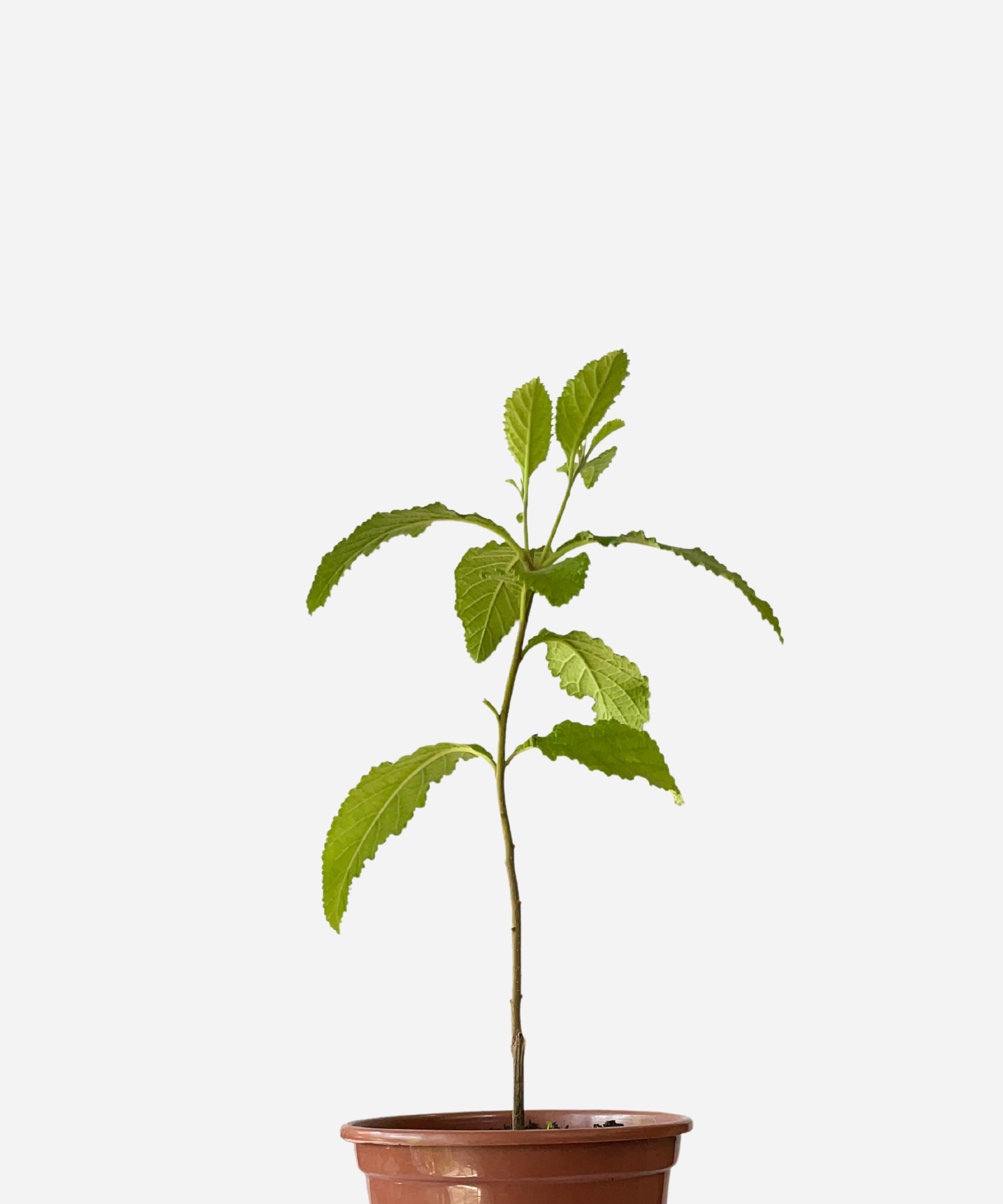 ERVA-BALEEIRA-CORTE.png Erva Baleeira (<em>Varronia curassavica</em>) - Imagem 1
