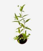 Erva Botão (<em>Eclipta prostata</em>) - Imagem 3