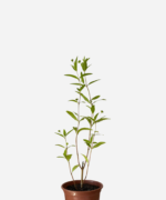 Erva Botão (<em>Eclipta prostata</em>)
