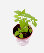 Erva de Gato (<em>Nepeta cataria</em>) - Imagem 3