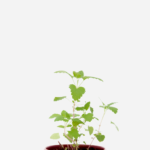 Erva de Gato (<em>Nepeta cataria</em>)