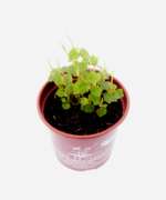 Erva Jabuti (<em>Peperomia pellucida</em>) - Imagem 3