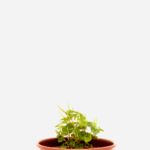 Erva Jabuti (<em>Peperomia pellucida</em>)